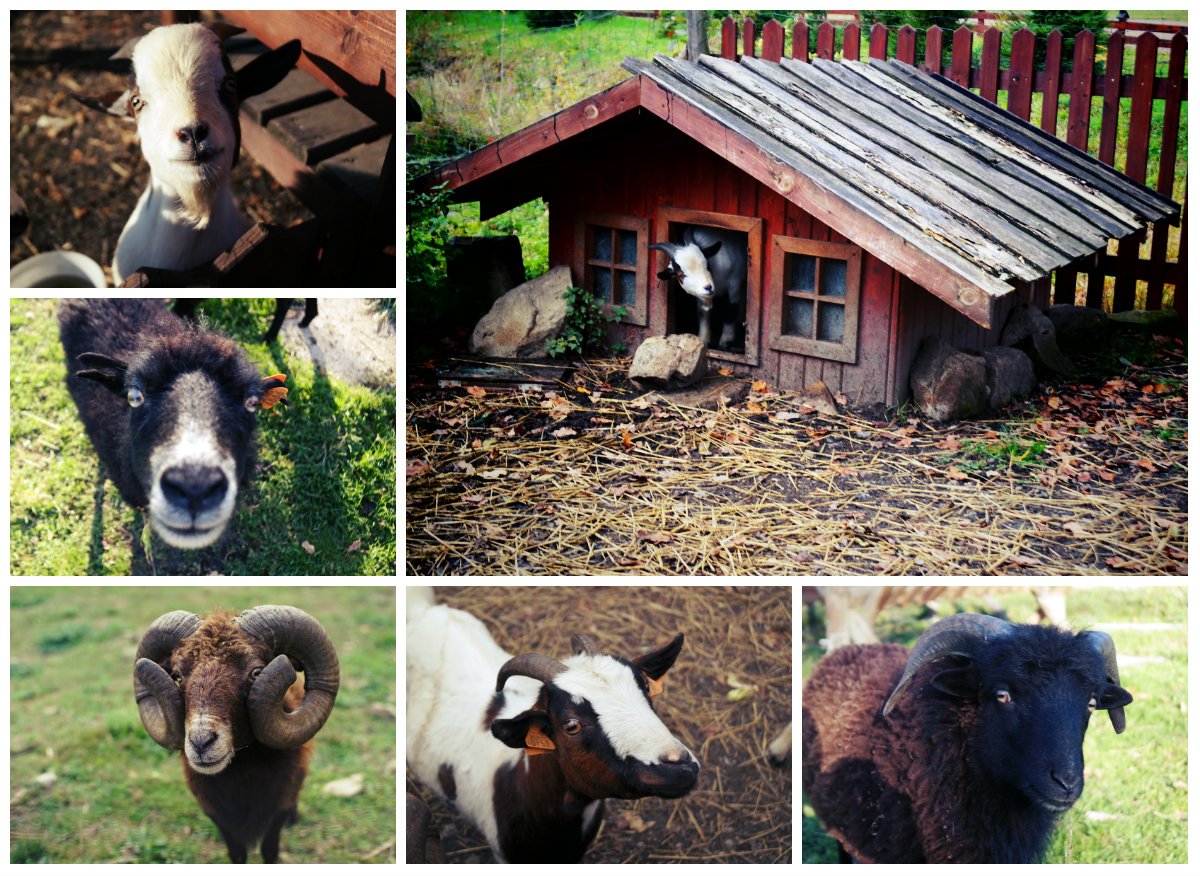 Mini Zoo w Podstolicach  - Kozy i Baranki Miniaturowe 